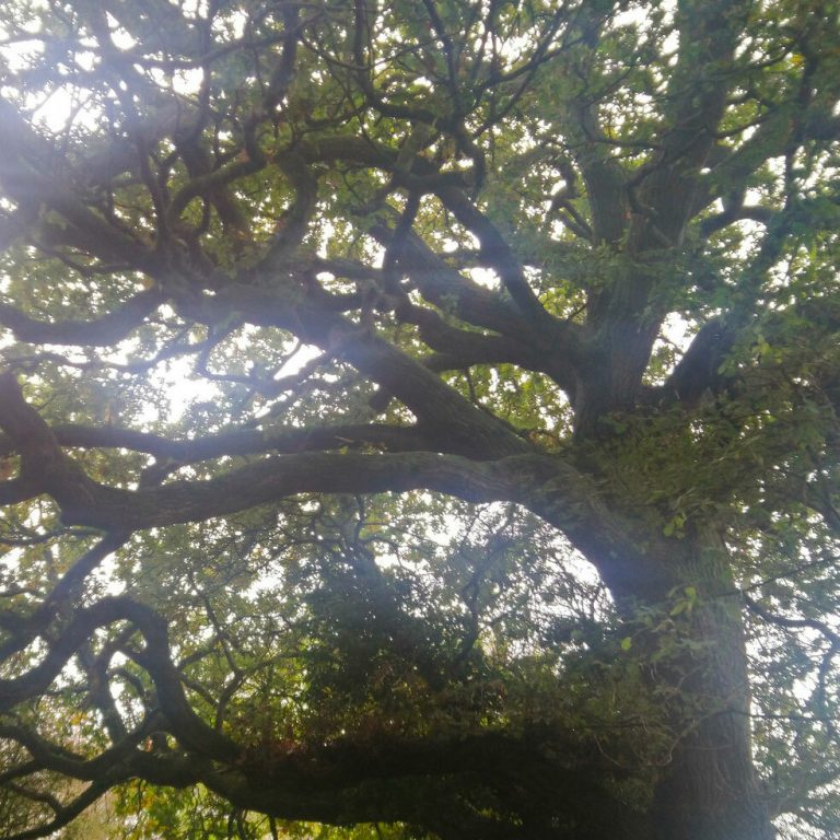 Yggdrasil
